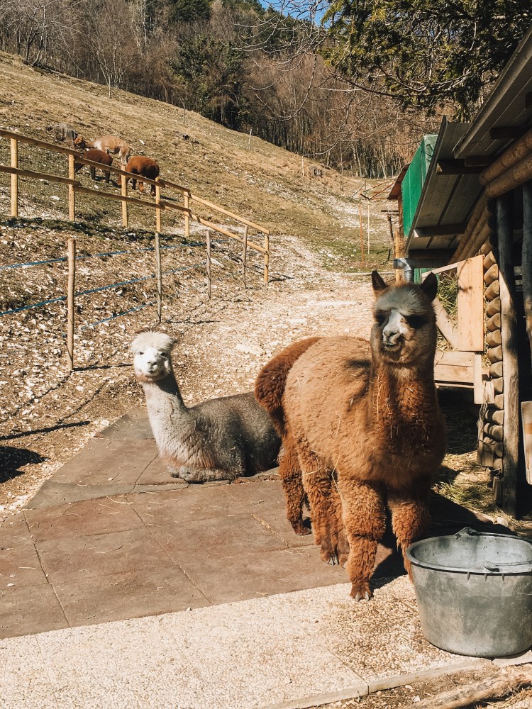 Alpaca al Santuario Madonna della Corona